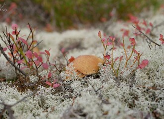 A large aspen mushroom grows among reindeer moss on a cloudy autumn day. Protein food for Vegetarians is grown in natural conditions.