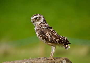 Bird of prey UK