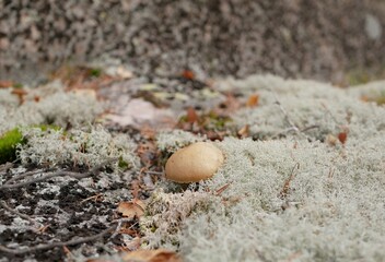 A large aspen mushroom grows among reindeer moss on a cloudy autumn day. Protein food for Vegetarians is grown in natural conditions.