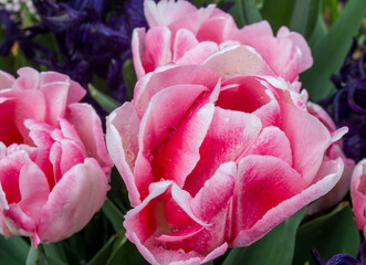 Pink Tulips