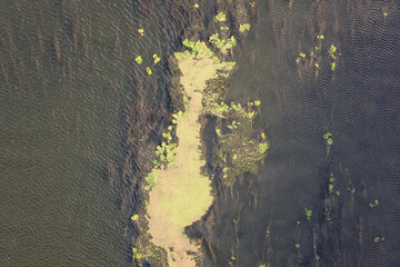 Benthos (phytobenthos or phytobenthic), plants on the bottom of a river, biological benthic zone at summertime, natural botanical background, top view
