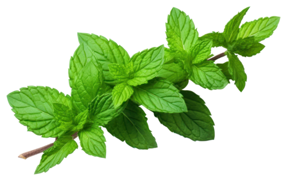 PNG Plant herbs leaf mint.