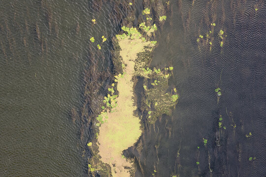 Benthos (phytobenthos or phytobenthic), plants on the bottom of a river, biological benthic zone at summertime, natural botanical background, top view