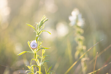 field plants in the meadow at sunset, natural abstract summer wallpaper