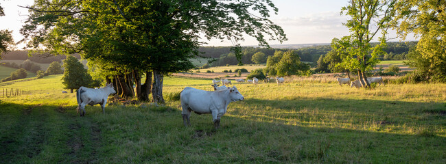 white cows in rural landscape of french ardennes at sunset