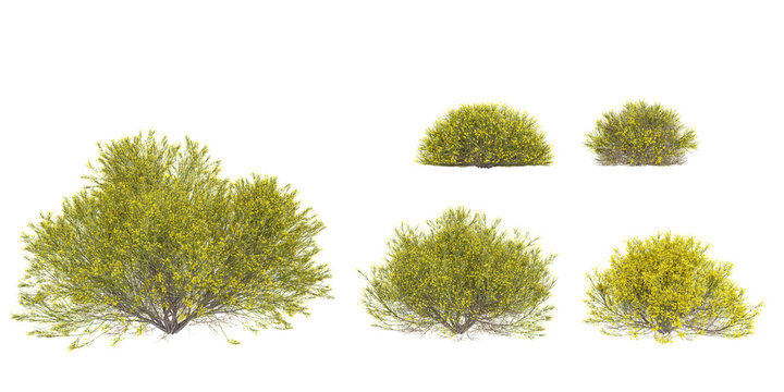 set of Dorniger ginster plant on transparent background, 3D rendering