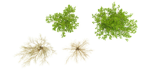 Set of Goat willow plants  with transparent background, great for digital composition and architecture visualization,Top view © Saifstock