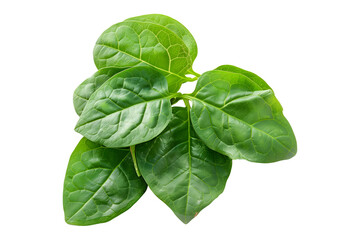 Fototapeta premium Vibrant Malabar spinach leaves with red stems isolated on a white background. Perfect for culinary uses