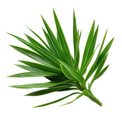 Green Leaf Close-Up on White Background with Vivid Details and Fresh Appearance