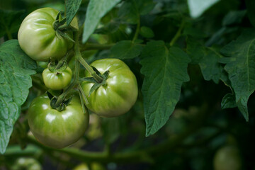green tomatoes on a vine.growing natural organic tomatoes in a greenhouse.