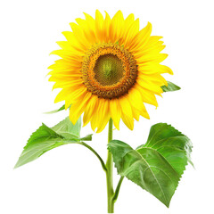Obraz premium Vivid Yellow Sunflower in Full Bloom with Green Leaves on White Background