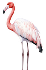 PNG Flamingo animal bird white background.