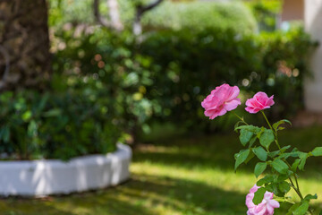 Beautiful seaside landscape in the area of ​​Aliki  Alyki island of Thassos Greece.