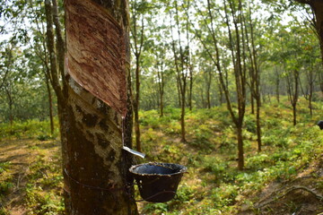 Rubber Trees and Latex and Rubber Collection