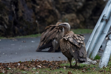 Himalayan vulture or Gyps himalayensis in Munsyari, India