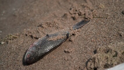 Close-up no people shot of dead freshwater fish lying on wet sandy shore on beach, with flies buzzing around, on sunny summer day