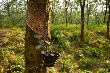 Rubber Trees and Latex and Rubber Collection