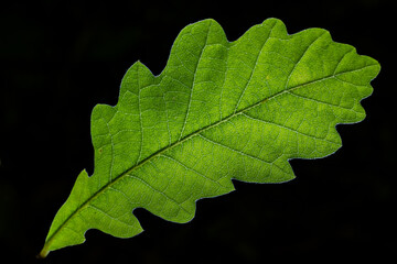 A close-up shot of a green oak leaf, highlighting its prominent vein structure and scalloped edges against a stark black background. The contrasting colors emphasize the leafs