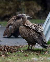Himalayan vulture or Gyps himalayensis in Munsyari, India