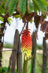 Yellow and orange kinphofia flower with leaves