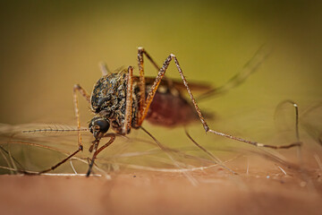 A detailed macro shot of a mosquito feeding on human skin, showing the intricate textures of its body and the hair on the skin. The background is softly blurred, emphasizing the insect.