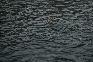 Close up of raindrops falling on a water surface, creating ripples and splashes. The monochromatic...