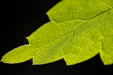 Detailed close-up of a vibrant green nettle leaf, showcasing its intricate vein pattern against a dark background. The texture and structure of the leaf are highlighted.