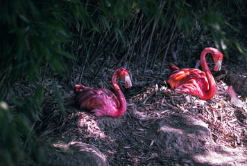 A couple of flamingos sits in their nest, safeguarding their eggs amidst the lush green foliage.