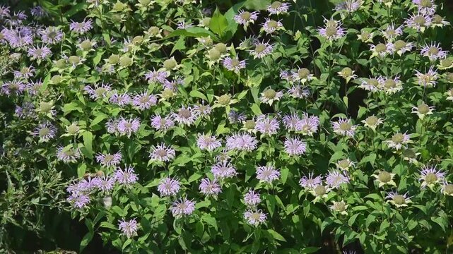 Wild Bergamot Flowers Blowing In The Wind In The Native Plant Garden In De Pere, Wisconsin, In Summer