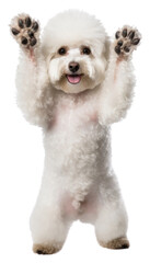 Obraz premium PNG Poodle mammal animal puppy.