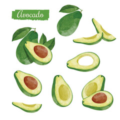 Avocado fruit Design elements. watercolour style vector illustration.