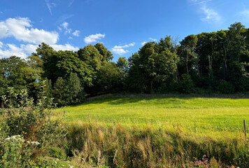A lush green meadow stretches out under a blue sky, framed by dense trees along the horizon. Wildflowers and tall grasses grow in the foreground near, Lower Hopton, Mirfield, UK
