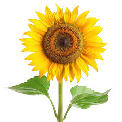Fototapeta premium Bright Yellow Sunflower Standing Tall With Green Leaves Isolated on White Background