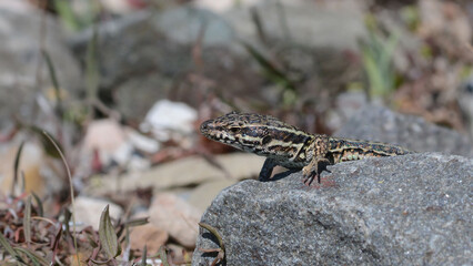 A common wall lizard (latin name Podarcis muralis), sitting on a stone 