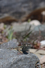 A common wall lizard (latin name Podarcis muralis), sitting on a stone 