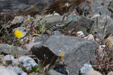 A common wall lizard (latin name Podarcis muralis), sitting on a stone 