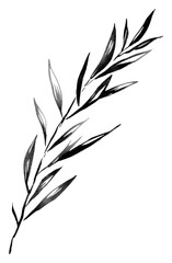 PNG Rosemary drawing sketch plant.