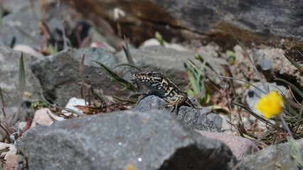 A common wall lizard (latin name Podarcis muralis), sitting on a stone 
