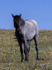 Wild Horse in Montana's Pryor Mountains in Summertime