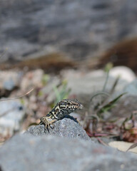 A common wall lizard (latin name Podarcis muralis), sitting on a stone 