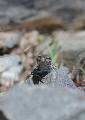 A common wall lizard (latin name Podarcis muralis), sitting on a stone 