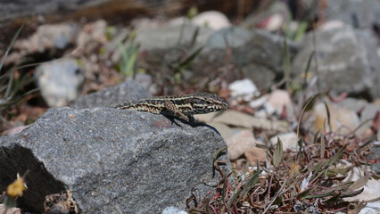 A common wall lizard (latin name Podarcis muralis), sitting on a stone 