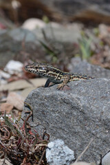 A common wall lizard (latin name Podarcis muralis), sitting on a stone 