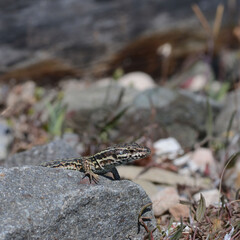 A common wall lizard (latin name Podarcis muralis), sitting on a stone 