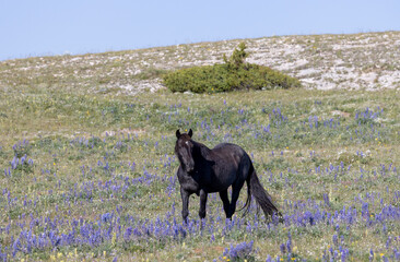Wild Horse in Montana's Pryor Mountains in Summertime