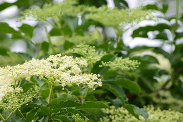  Elderflower flowers branch close-up over green blurred background. Elderflower cordial, Sambucus nigra