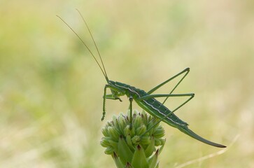 Natural closeup on a partogentic female of the endangered, predatory European bush cricket, Saga pedo