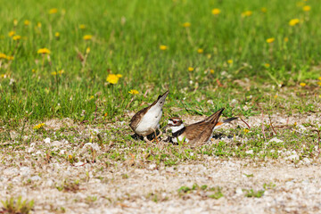 A couple of  killdeer (Charadrius vociferus) during nesting season