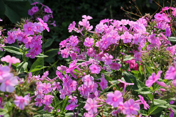 In the summer, phloxes bloom in the garden