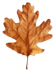 Fototapeta premium PNG Crisp autumn oak leaf isolated